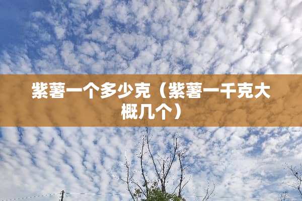 紫薯一个多少克（紫薯一千克大概几个）