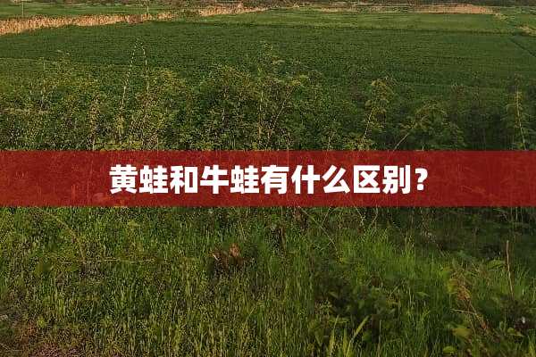 黄蛙和牛蛙有什么区别？