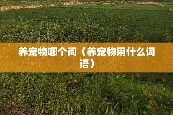 养宠物哪个词（养宠物用什么词语）