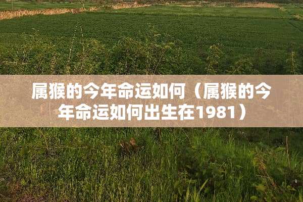 属猴的今年命运如何（属猴的今年命运如何出生在1981）