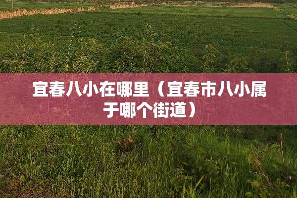 宜春八小在哪里（宜春市八小属于哪个街道）