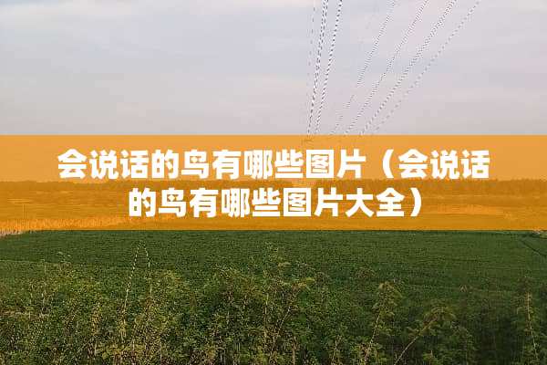 会说话的鸟有哪些图片（会说话的鸟有哪些图片大全）