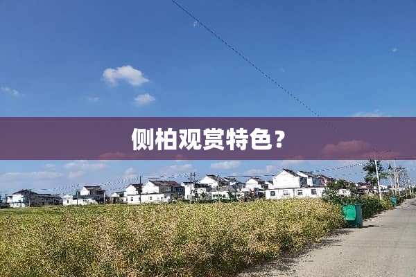 侧柏观赏特色？
