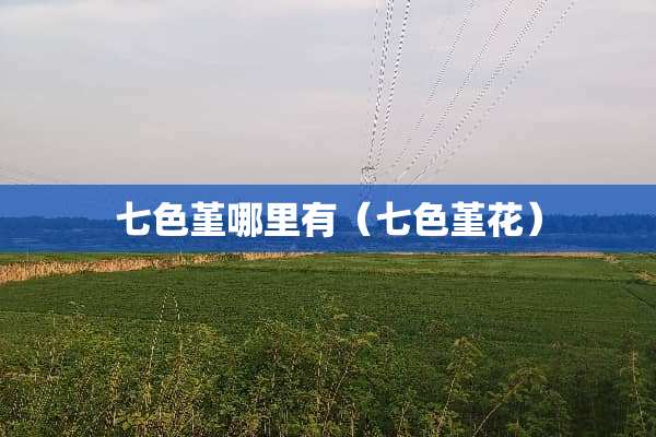 七色堇哪里有（七色堇花）