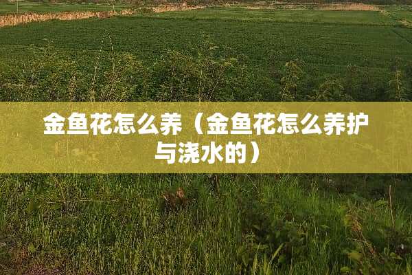 金鱼花怎么养（金鱼花怎么养护与浇水的）