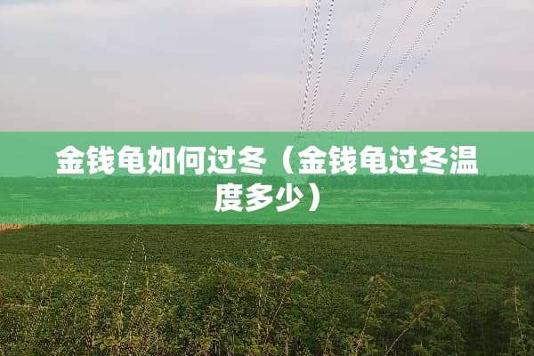 金钱龟如何过冬（金钱龟过冬温度多少）