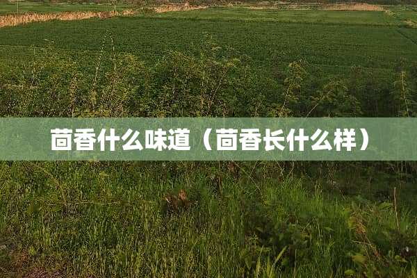 茴香什么味道（茴香长什么样）