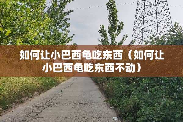 如何让小巴西龟吃东西（如何让小巴西龟吃东西不动）