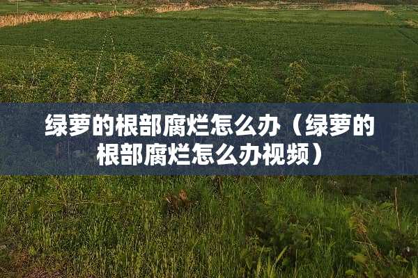 绿萝的根部腐烂怎么办（绿萝的根部腐烂怎么办视频）