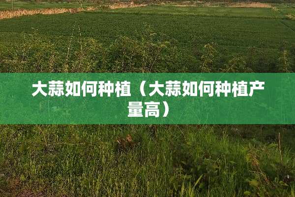 大蒜如何种植（大蒜如何种植产量高）