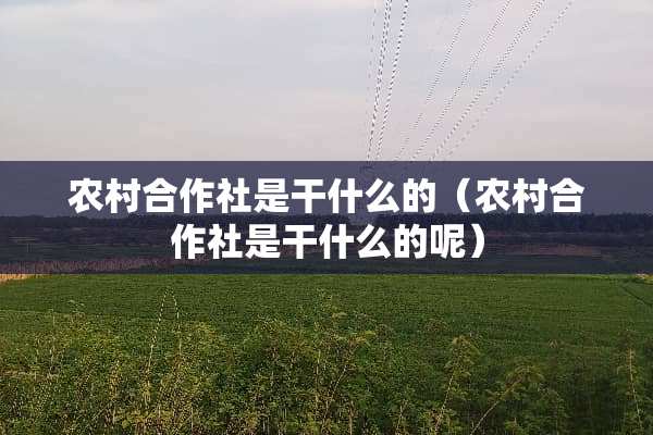农村合作社是干什么的（农村合作社是干什么的呢）