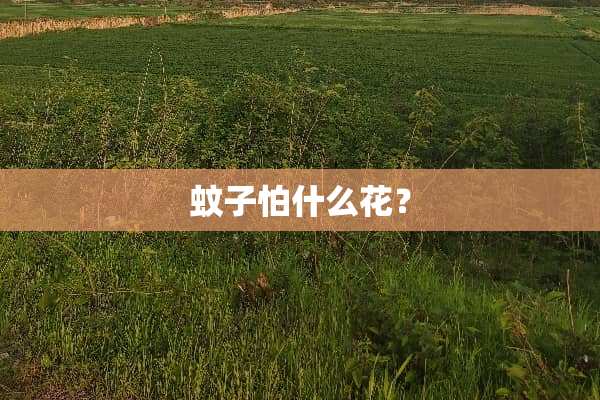 蚊子怕什么花？