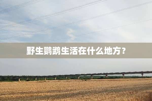野生鹦鹉生活在什么地方？