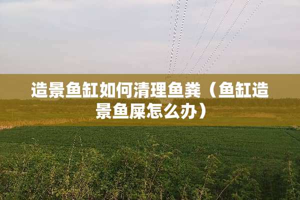 造景鱼缸如何清理鱼粪（鱼缸造景鱼屎怎么办）
