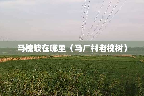 马槐坡在哪里（马厂村老槐树）