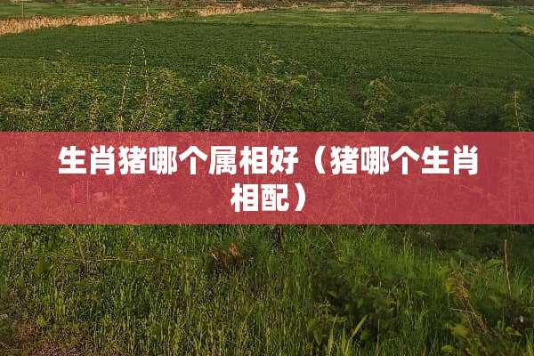 生肖猪哪个属相好（猪哪个生肖相配）
