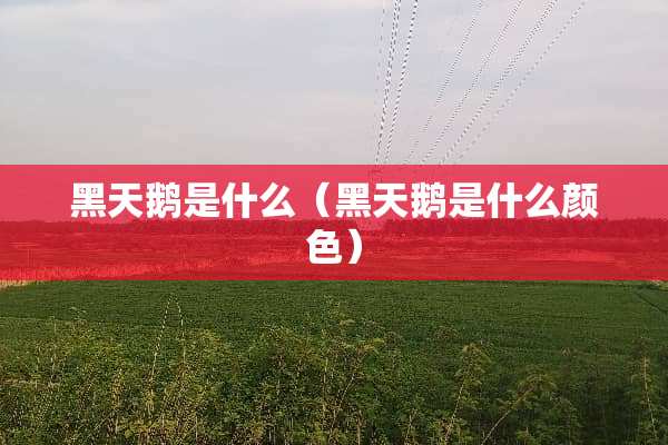 黑天鹅是什么（黑天鹅是什么颜色）