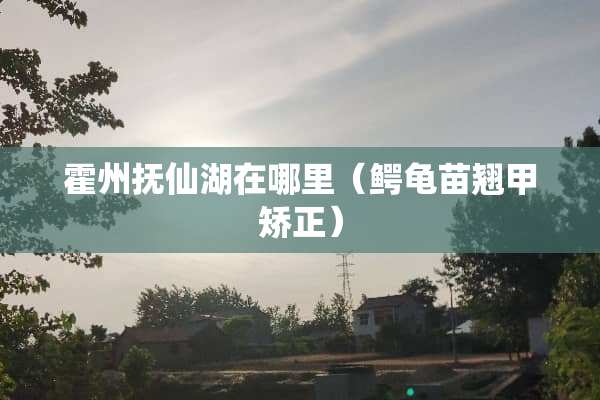 霍州抚仙湖在哪里（鳄龟苗翘甲矫正）