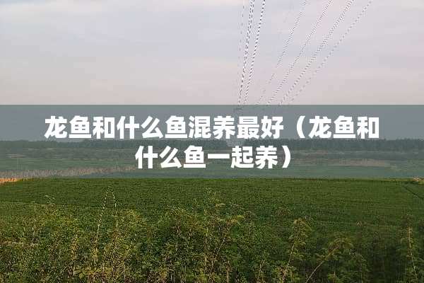 龙鱼和什么鱼混养最好（龙鱼和什么鱼一起养）