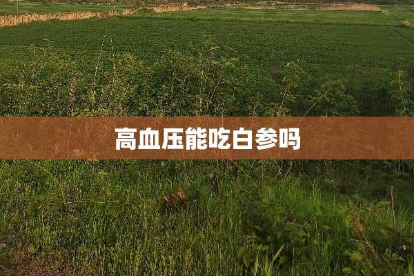 高血压能吃白参吗