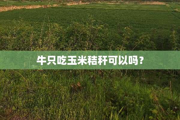 牛只吃玉米秸秆可以吗？
