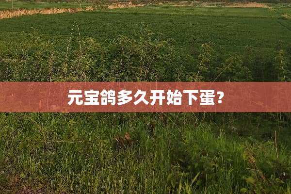 元宝鸽多久开始下蛋？