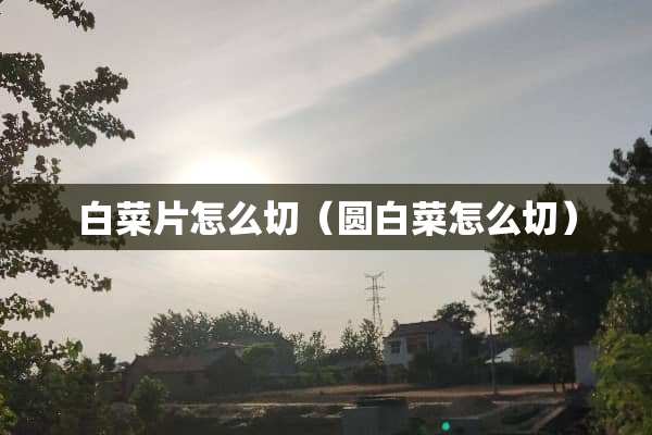白菜片怎么切（圆白菜怎么切）