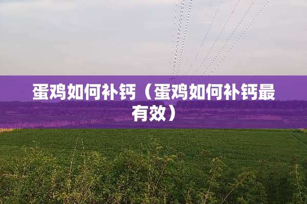 蛋鸡如何补钙（蛋鸡如何补钙最有效）