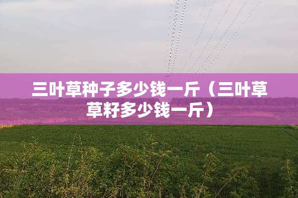三叶草种子多少钱一斤（三叶草草籽多少钱一斤）