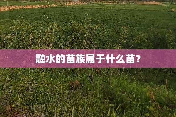 融水的苗族属于什么苗？