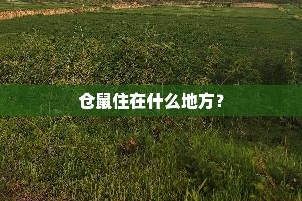 仓鼠住在什么地方？