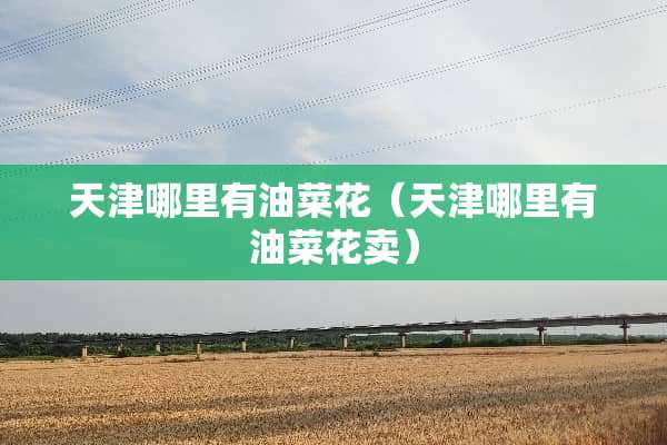 天津哪里有油菜花（天津哪里有油菜花卖）