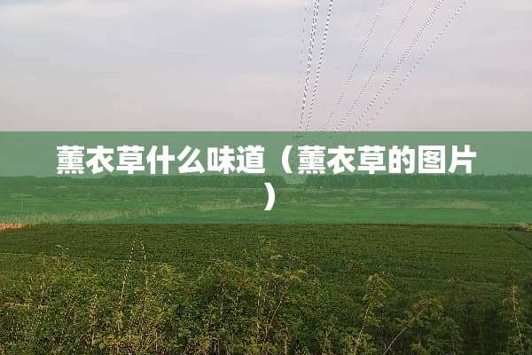 薰衣草什么味道（薰衣草的图片）