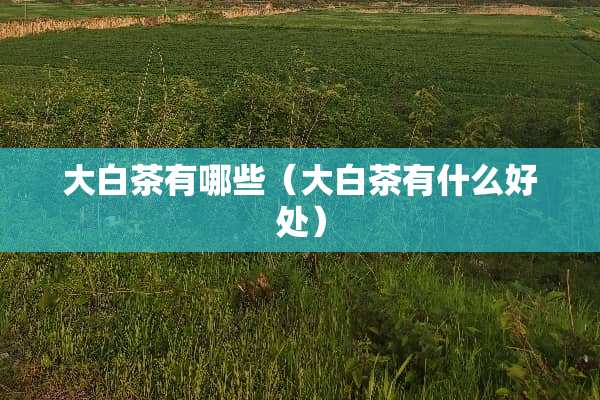 大白茶有哪些（大白茶有什么好处）