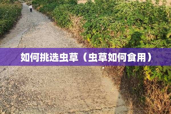 如何挑选虫草（虫草如何食用）