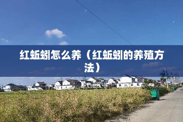 红蚯蚓怎么养（红蚯蚓的养殖方法）