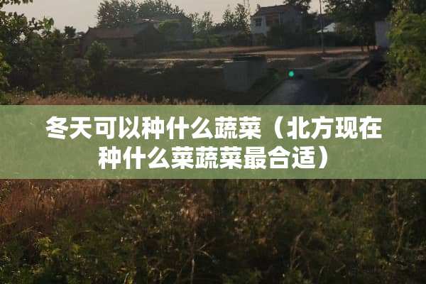 冬天可以种什么蔬菜（北方现在种什么菜蔬菜最合适）