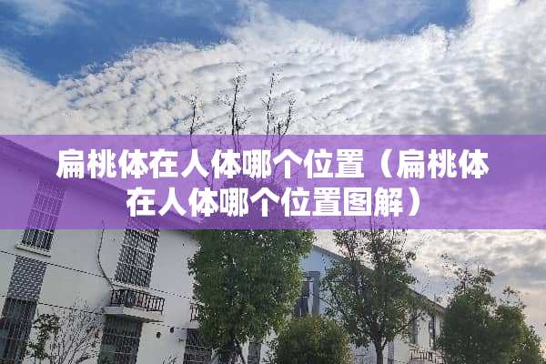 扁桃体在人体哪个位置（扁桃体在人体哪个位置图解）