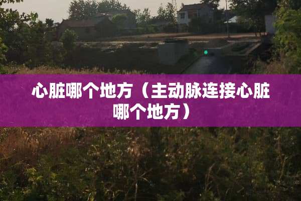 心脏哪个地方（主动脉连接心脏哪个地方）
