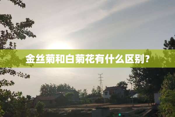 金丝菊和白菊花有什么区别？