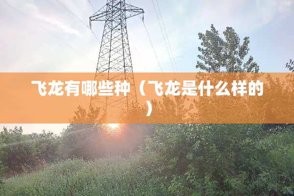 飞龙有哪些种（飞龙是什么样的）