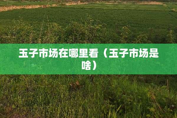 玉子市场在哪里看（玉子市场是啥）