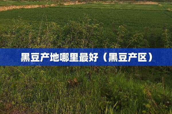 黑豆产地哪里最好（黑豆产区）