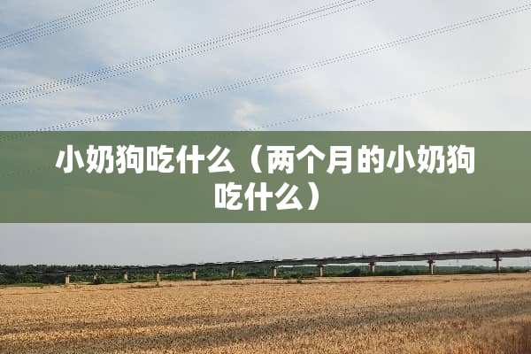 小奶狗吃什么（两个月的小奶狗吃什么）