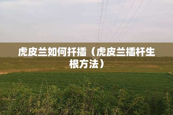 虎皮兰如何扦插（虎皮兰插杆生根方法）