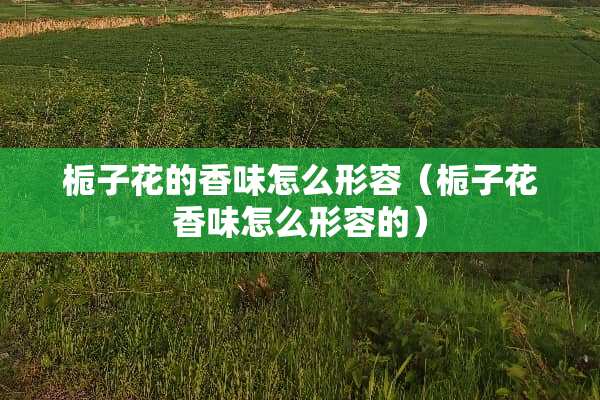 栀子花的香味怎么形容（栀子花香味怎么形容的）