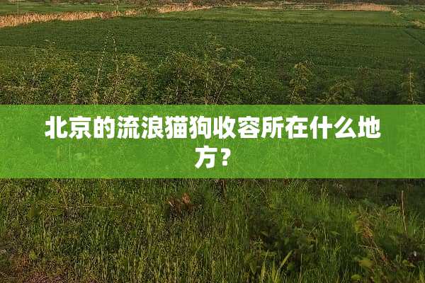北京的流浪猫狗收容所在什么地方？