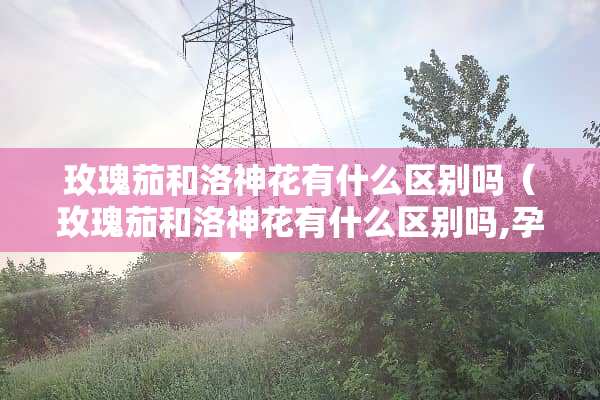 玫瑰茄和洛神花有什么区别吗（玫瑰茄和洛神花有什么区别吗,孕妇能喝吗?）