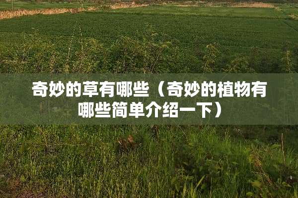 奇妙的草有哪些（奇妙的植物有哪些简单介绍一下）