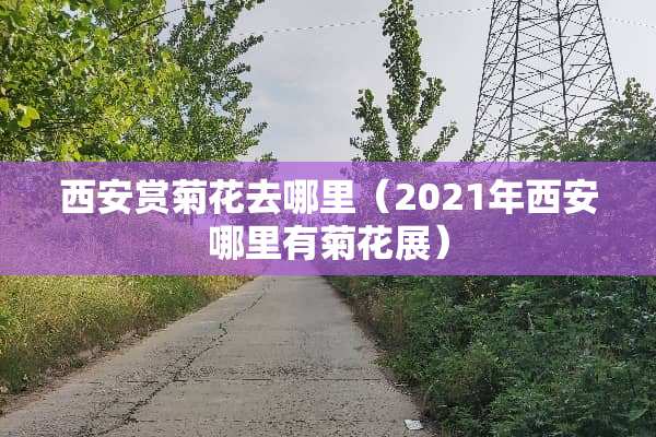 西安赏菊花去哪里（2021年西安哪里有菊花展）